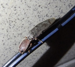 Stenagostus rhombeus