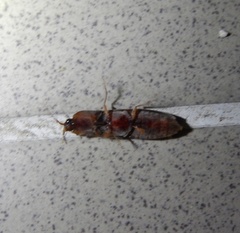 Stenagostus rhombeus