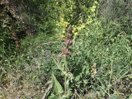 iNaturalist observation photo of Hummingbird Sage