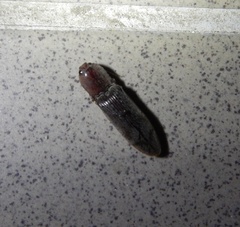 Stenagostus rhombeus