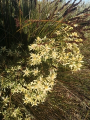 Leucadendron floridum