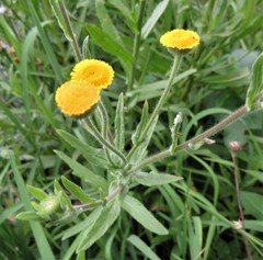 Helichrysum decorum