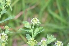 Acicarpha tribuloides
