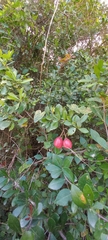Dovyalis rhamnoides