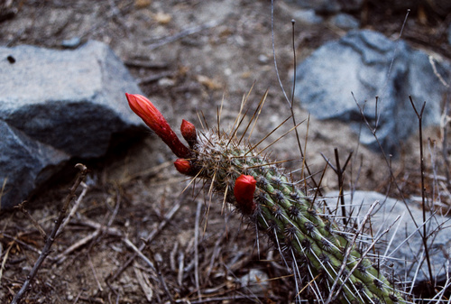 Cleistocactus pachycladus