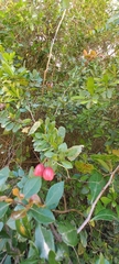Dovyalis rhamnoides