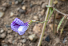 Vicia magellanica