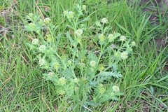 Acicarpha tribuloides