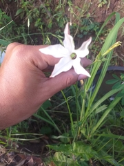 Nicotiana longiflora