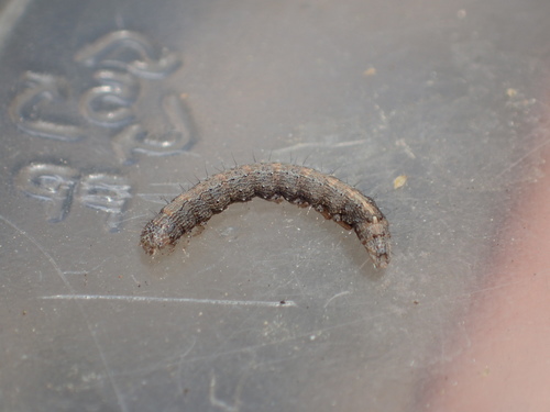 iNaturalist observation photo of Erebinae