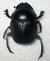 Scarabaeus ambiguus