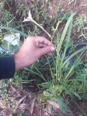 Nicotiana longiflora