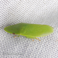 Petalocephala