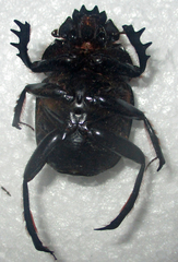 Scarabaeus ambiguus