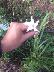 Nicotiana longiflora