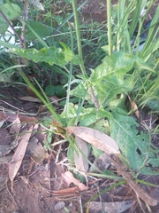 Nicotiana longiflora