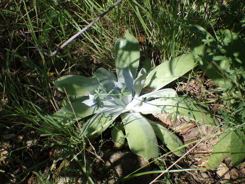iNaturalist observation photo of Chalk Dudleya