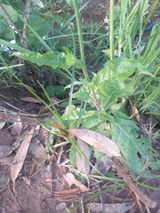 Nicotiana longiflora