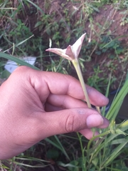 Nicotiana longiflora