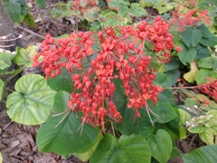 Clerodendrum