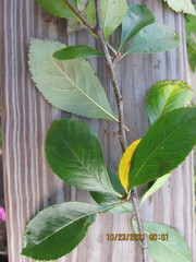 Crataegus persimilis