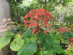 Clerodendrum