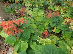 Clerodendrum