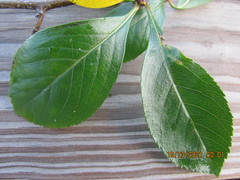 Crataegus persimilis