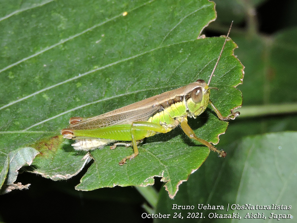 Oxya yezoensis