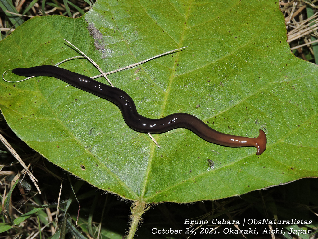 Bipalium fuscatum
