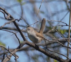 Phragmacia substriata