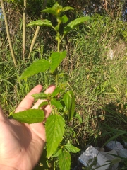 Malvastrum coromandelianum