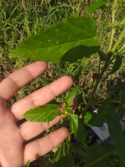 Malvastrum coromandelianum