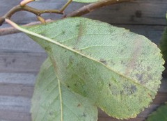 Crataegus persimilis