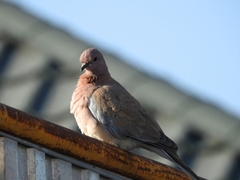 Streptopelia senegalensis