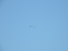 Rupornis magnirostris