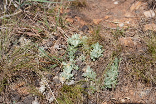 Image of Helichrysum cerastoides by (c) Matthew Fainman, some rights reserved (CC BY)