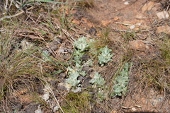 Helichrysum cerastioides