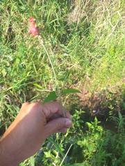 Glandularia tweedieana