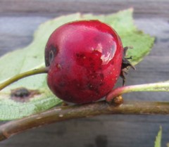 Crataegus persimilis