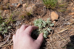 Helichrysum cerastioides