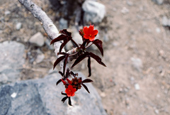 Jatropha macrantha