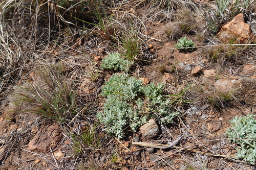 Image of Helichrysum cerastoides by (c) Matthew Fainman, some rights reserved (CC BY)