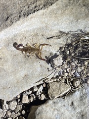 Vaejovis intermedius