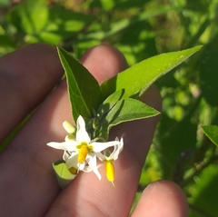 Solanum chenopodioides