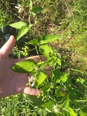 Solanum chenopodioides