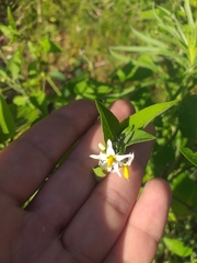 Solanum chenopodioides