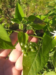 Solanum chenopodioides