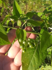 Solanum chenopodioides