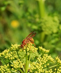 Polistes apachus texanus